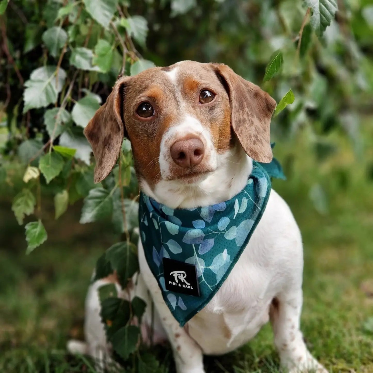Bandana pour chien FK Rajasim 🌿